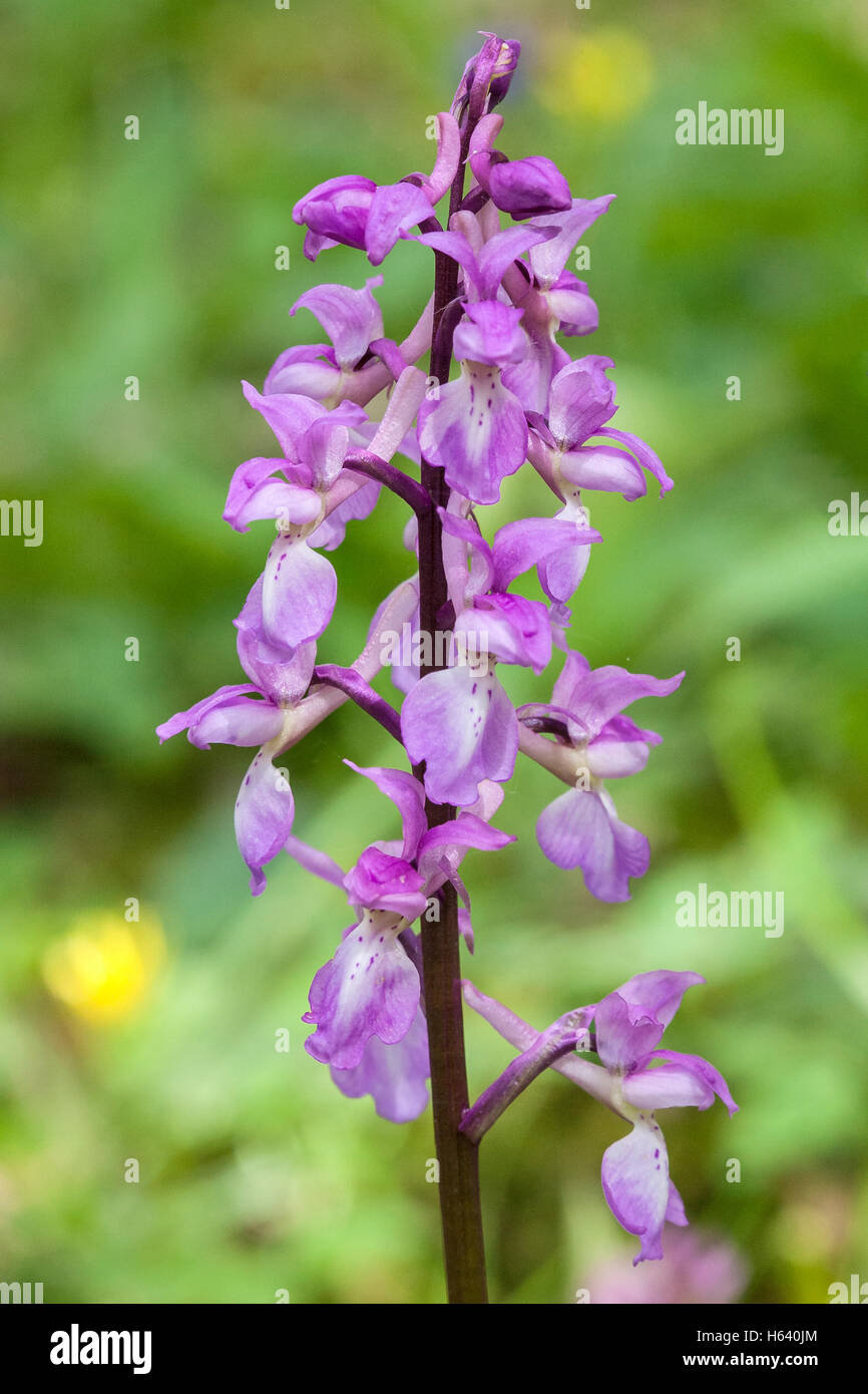 early purple orchid (Orchis mascula) flower growing in filed. Derbyshire, England, Norfolk, UK Stock Photo