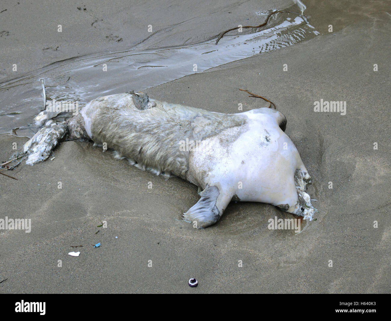 Decapitated Body of a Grey Seal Pup ( Halichoerus grypus ) on a Beach, UK Stock Photo