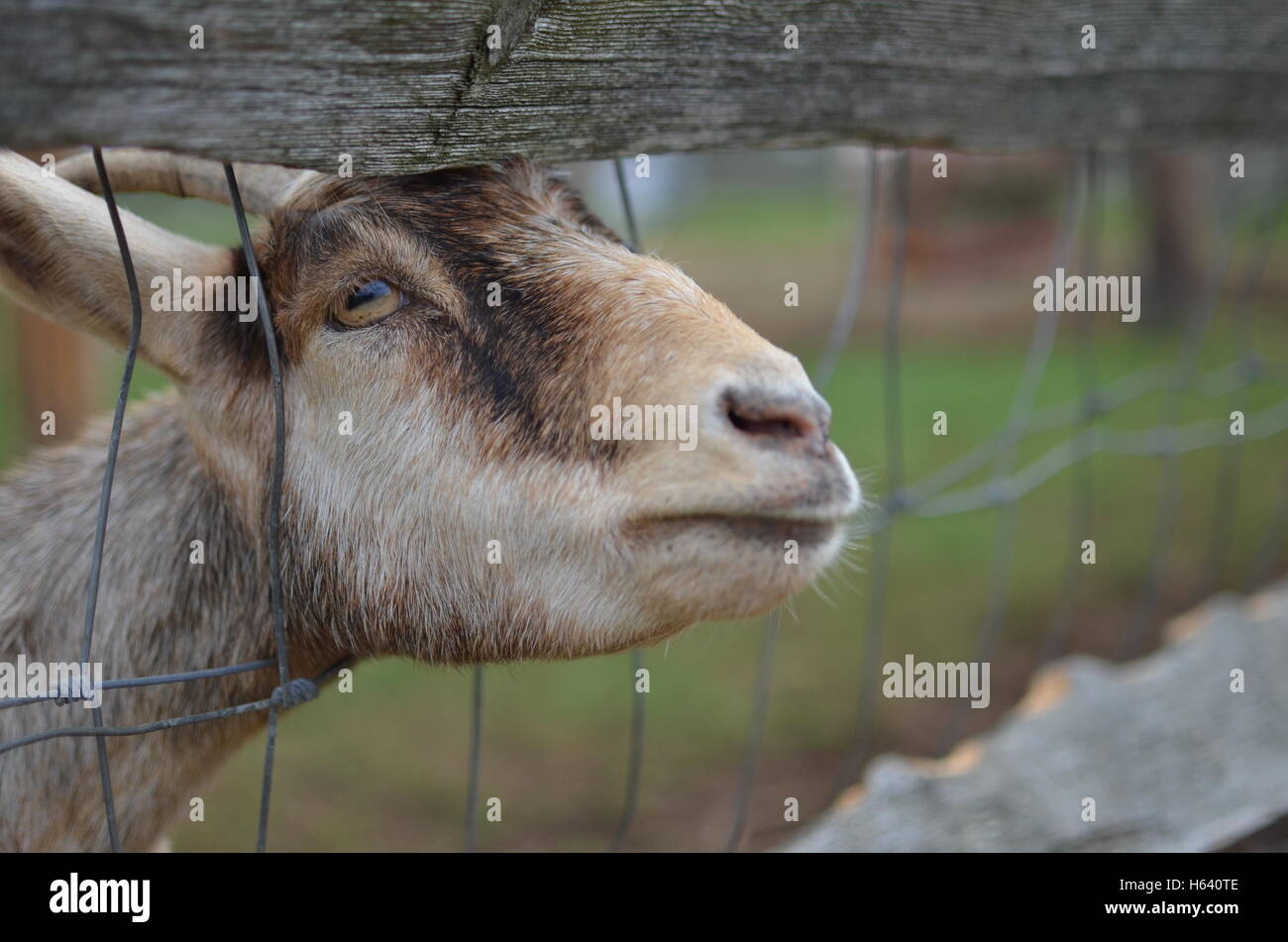 Goat behind a fence Stock Photo