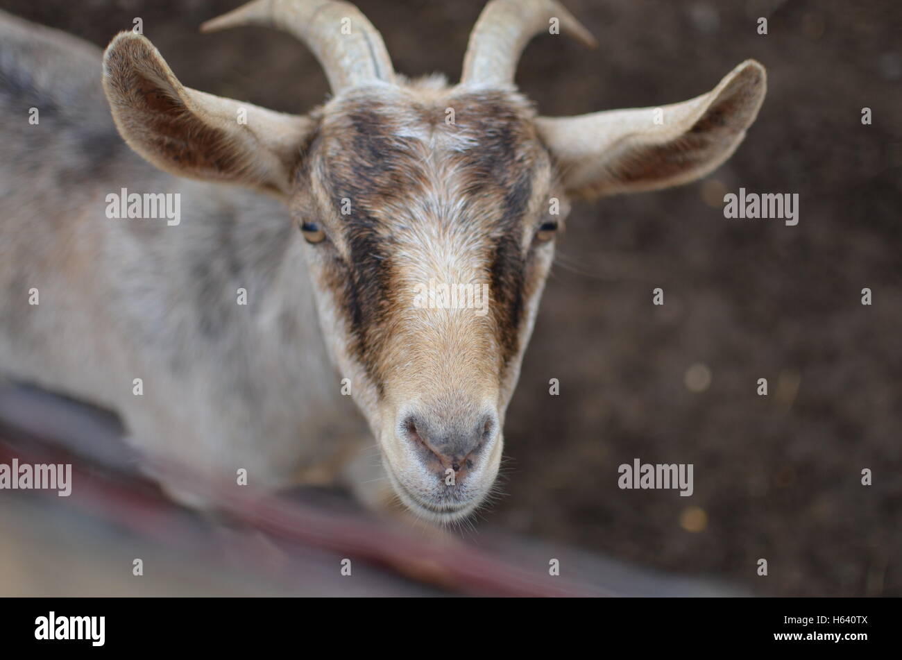 Goat head Stock Photo