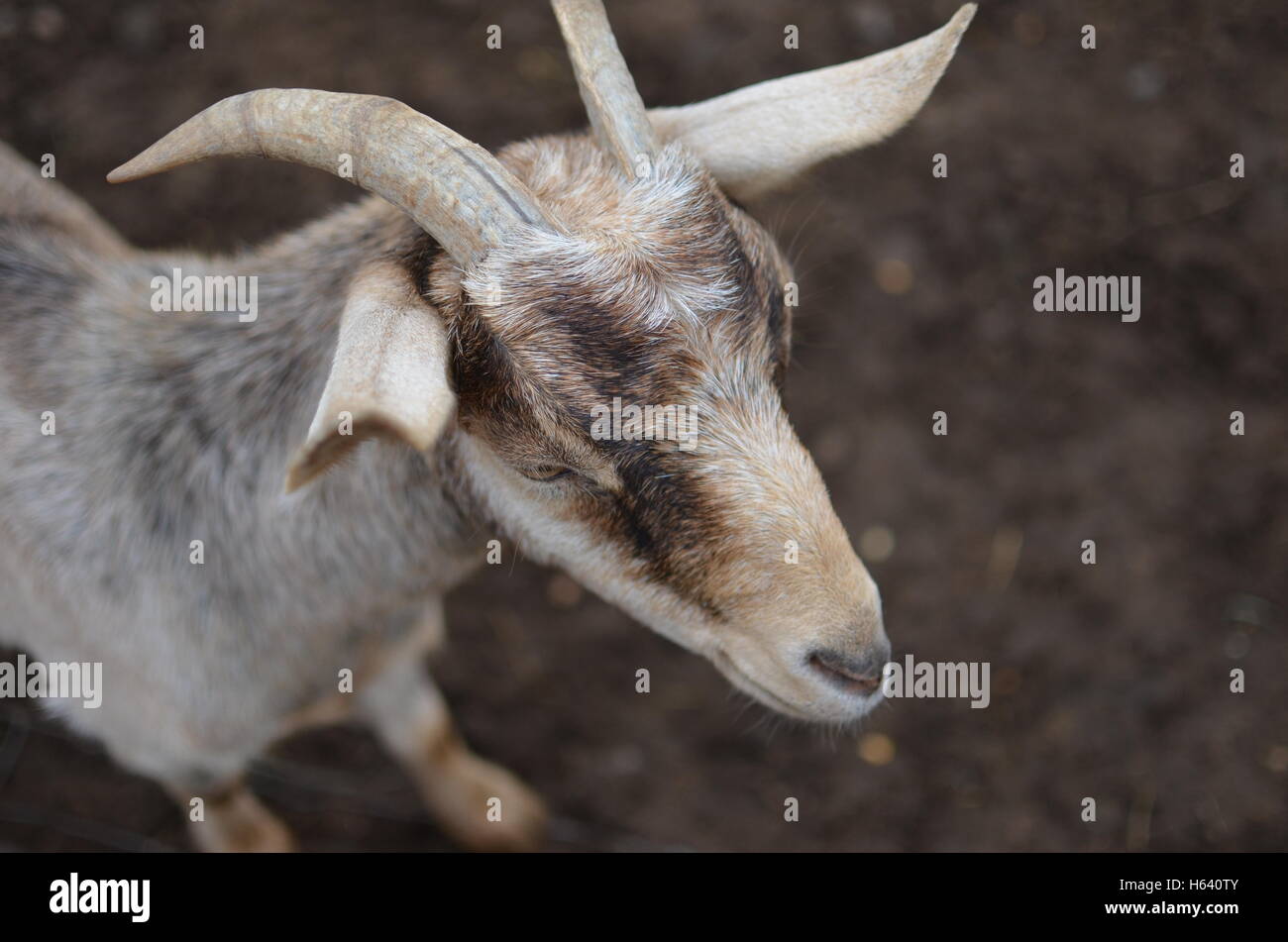Goat head - overhead Stock Photo