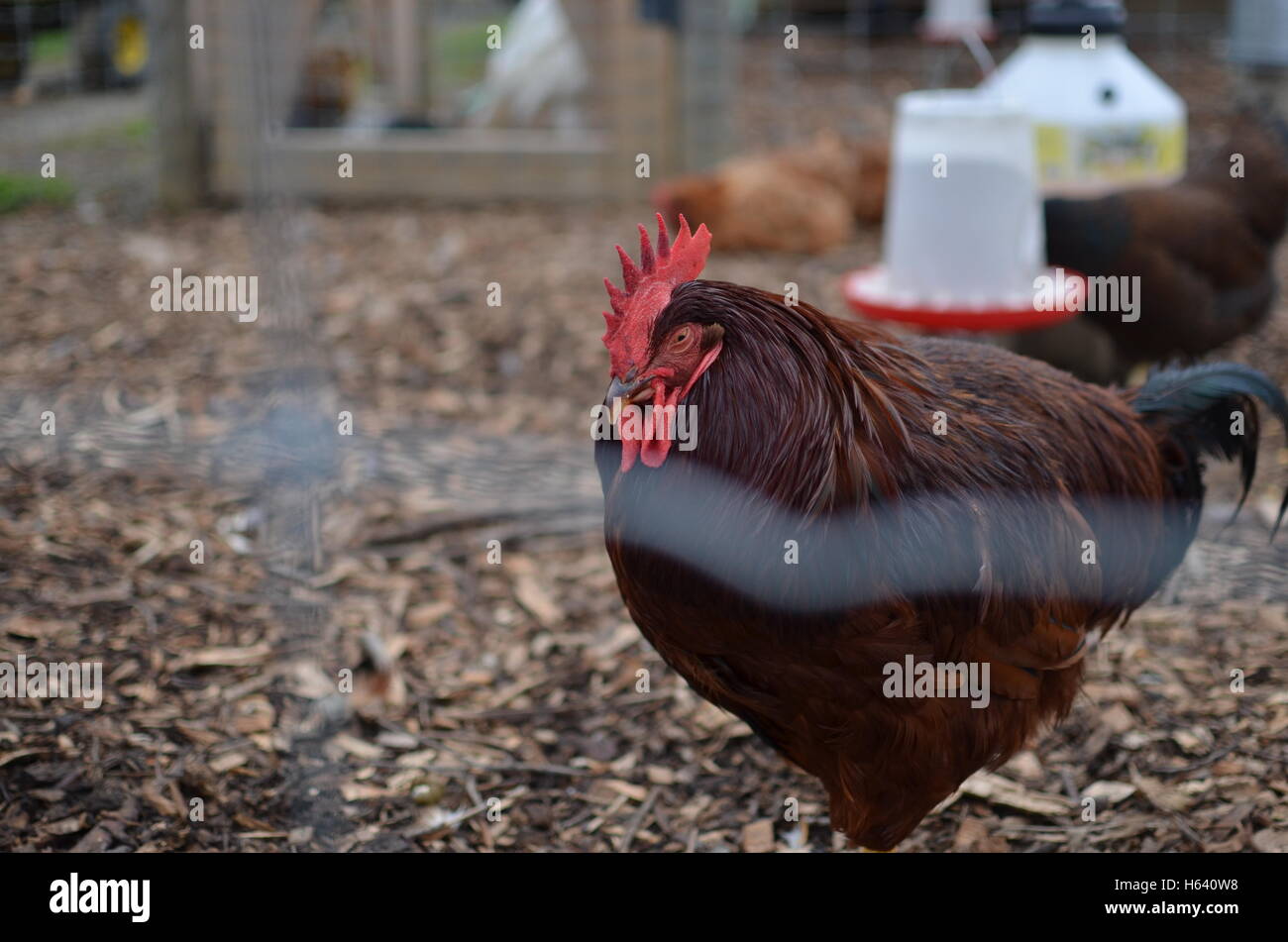 Rooster in a coop Stock Photo