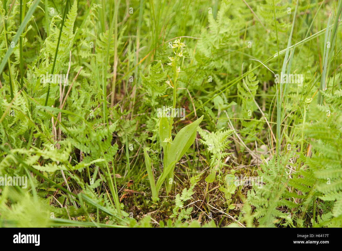 fen orchid (Liparis loeselii) showing plant growing in environment, Norfolk, England, UK Stock Photo