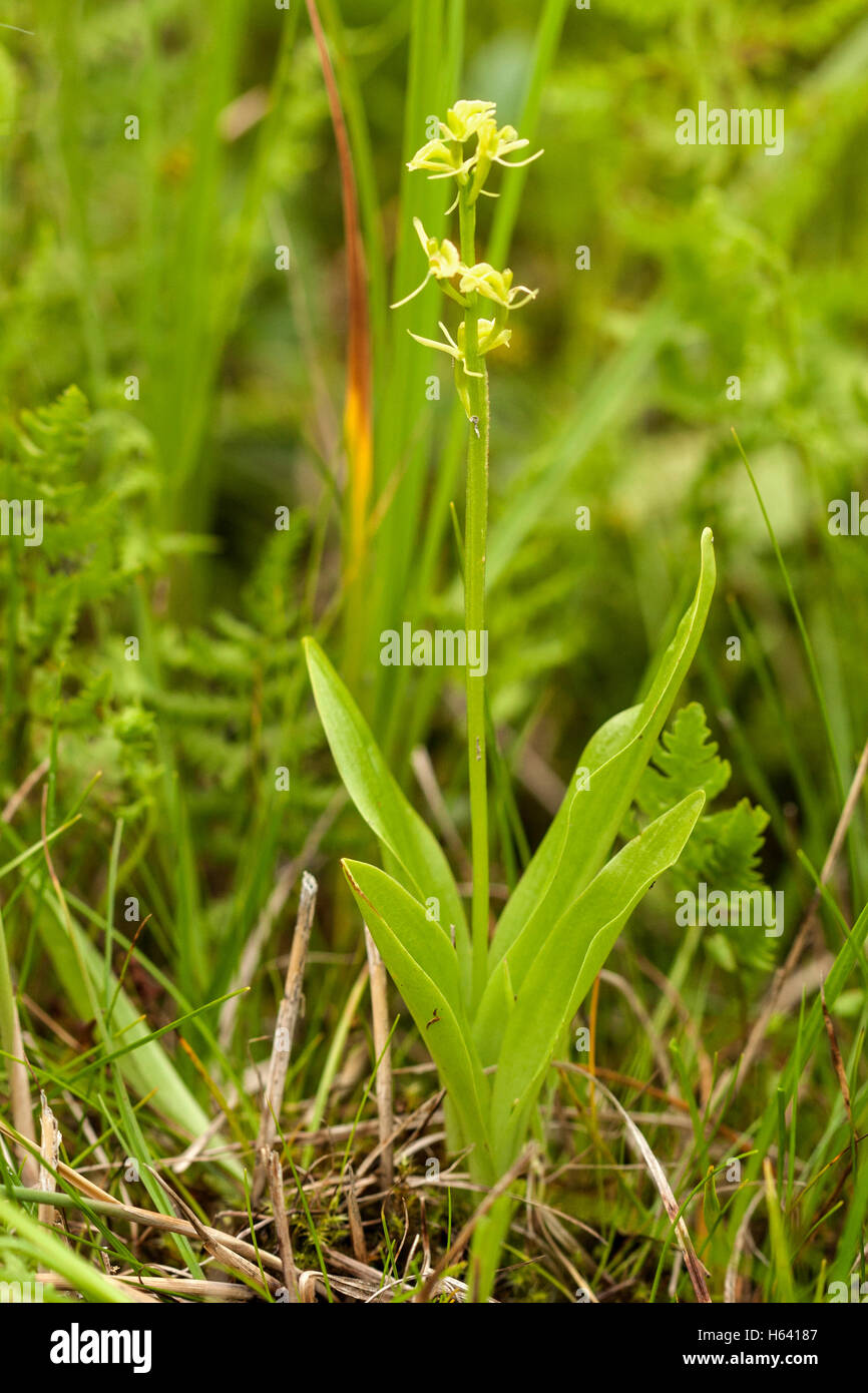 fen orchid (Liparis loeselii) showing plant growing in environment, Norfolk, England, UK Stock Photo