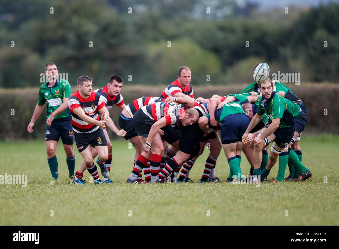 NDRFC 1st XV vs Frome RFC 1st XV - Dorset, England. Frome  Scrum half in action, Stock Photo