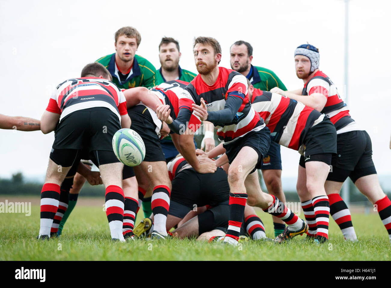 NDRFC 1st XV vs Frome RFC 1st XV - Dorset, England. From scrum half in action. Stock Photo