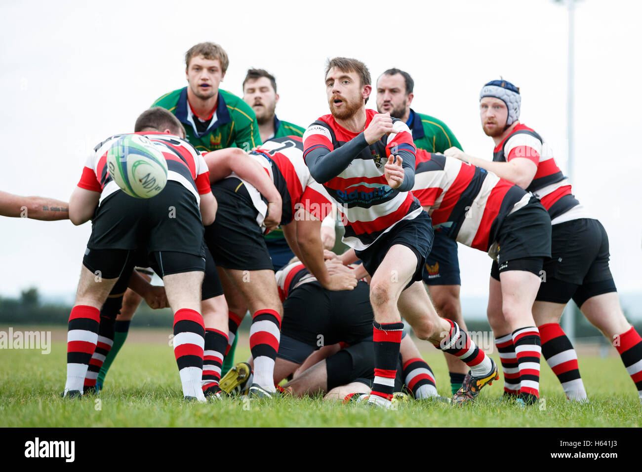NDRFC 1st XV vs Frome RFC 1st XV - Dorset, England. From scrum half in action. Stock Photo