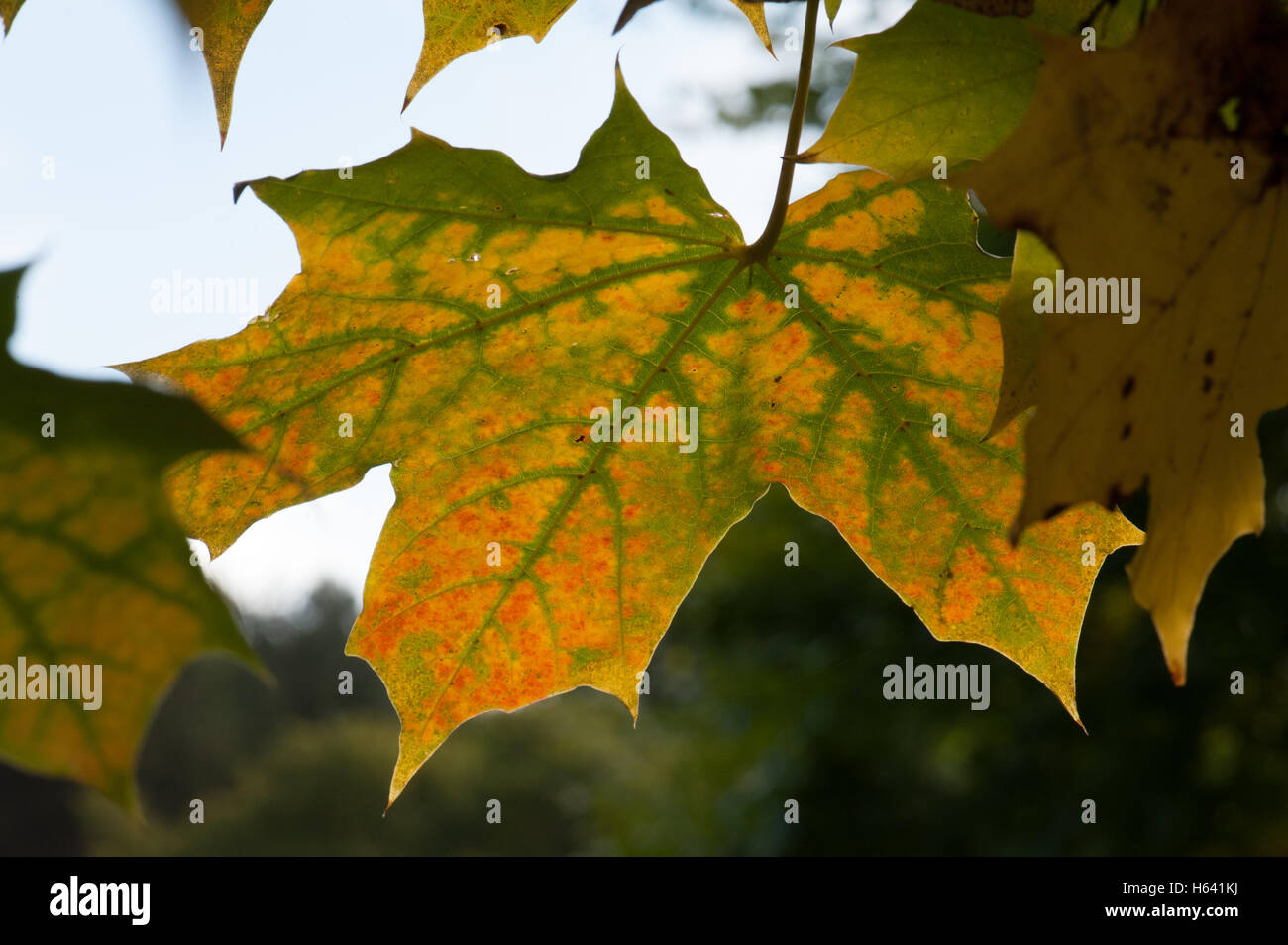 Maple leaf turning red hi-res stock photography and images - Alamy