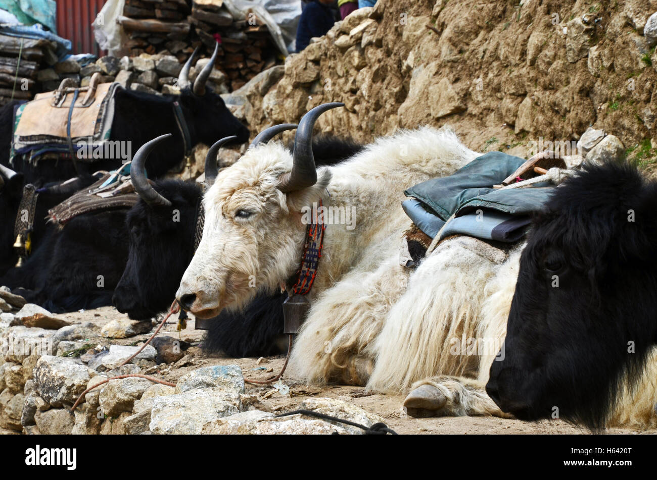 Yaks rest on the outskirts of Namche Bazaar, Solukhumbu, Nepal Stock Photo