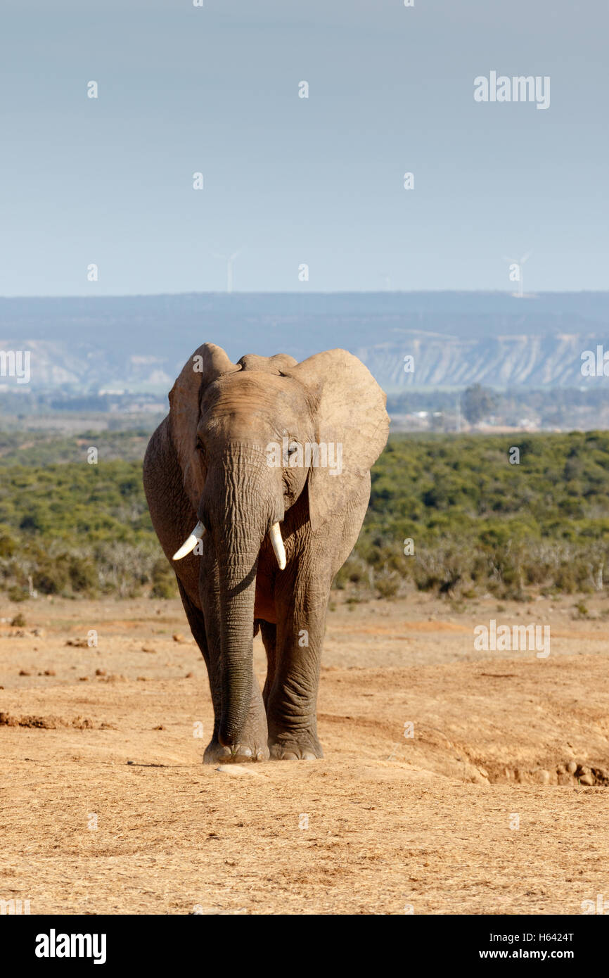 Staning Elephant staning hi-res stock photography and images - Alamy