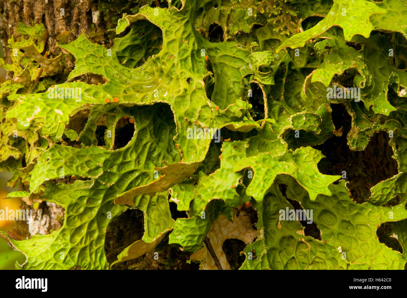 Lettuce lichen, Elijah Bristow State Park, Oregon Stock Photo