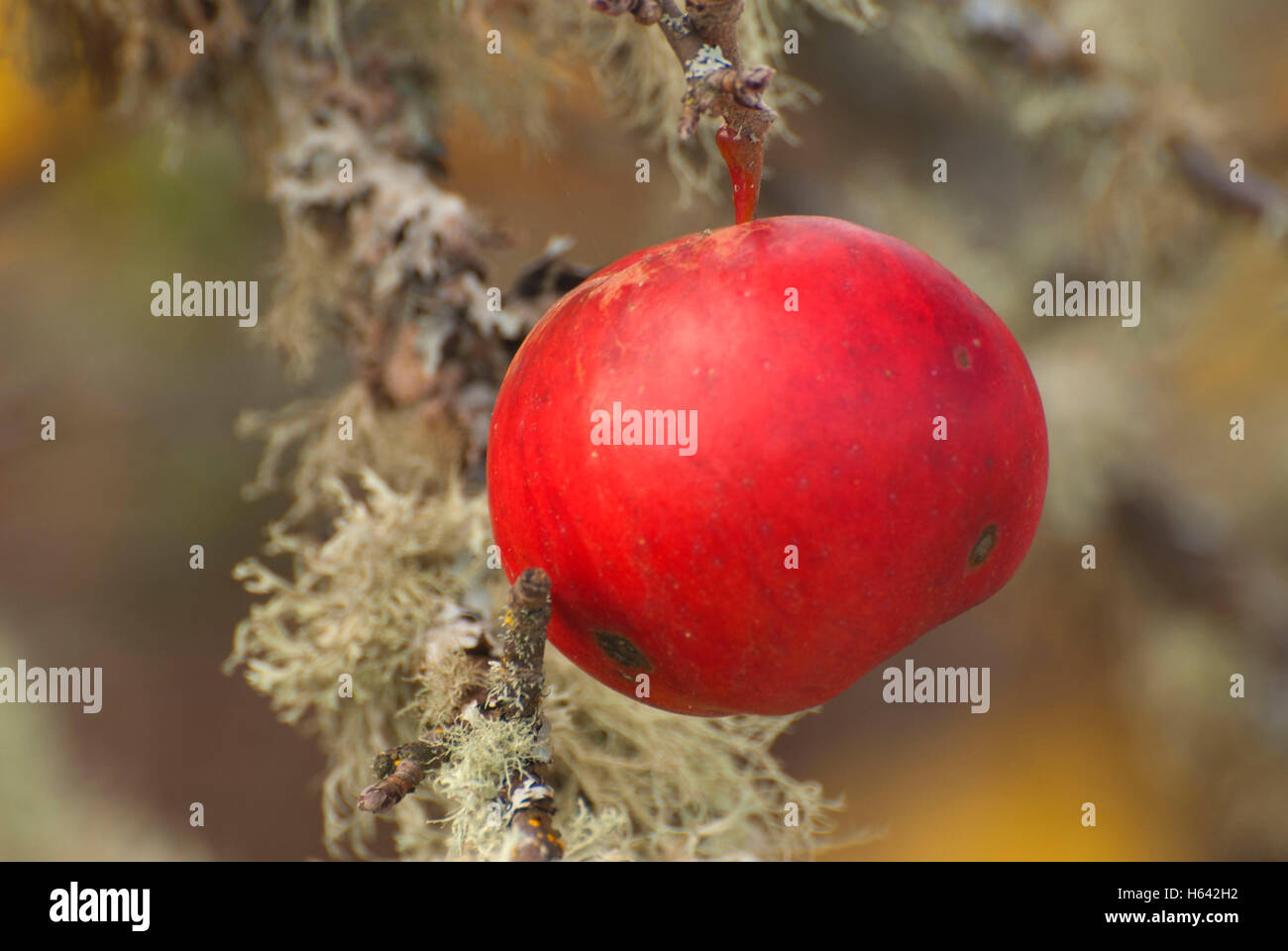 Fall apples, EE Wilson Wildlife Area, Oregon Stock Photo Alamy