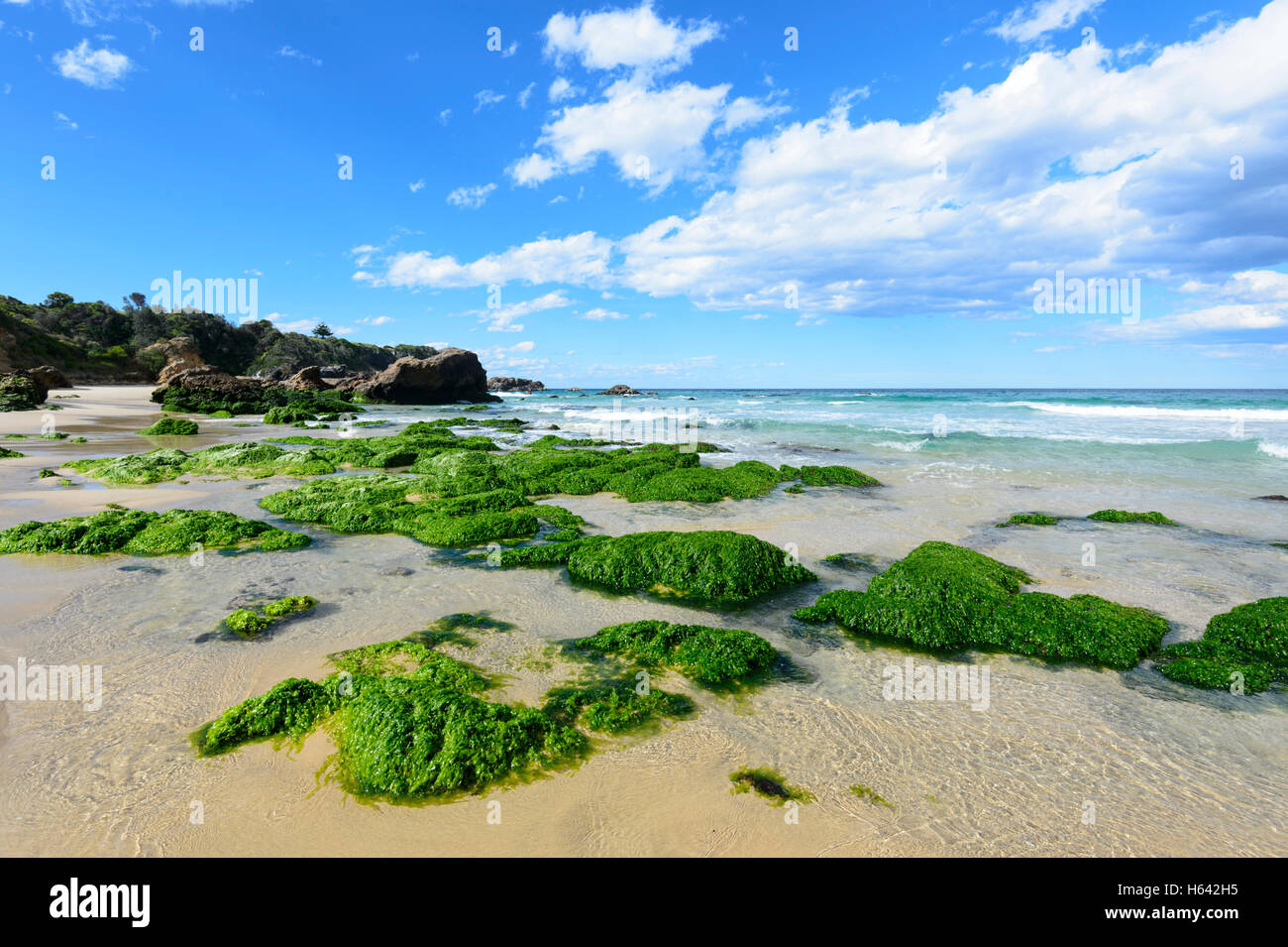 Green algae on Surf Beach, Narooma, New South Wales, NSW, Australia Stock Photo