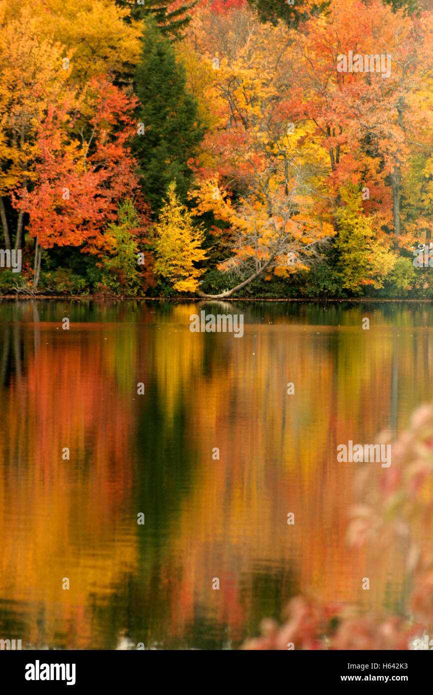 Maples changing colors hi-res stock photography and images - Alamy