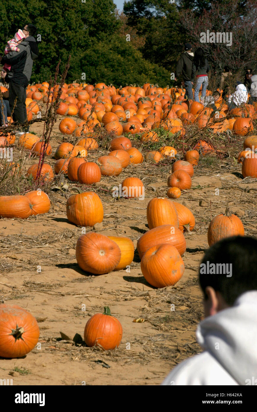 Pumpkins for sale at farm Stock Photo - Alamy