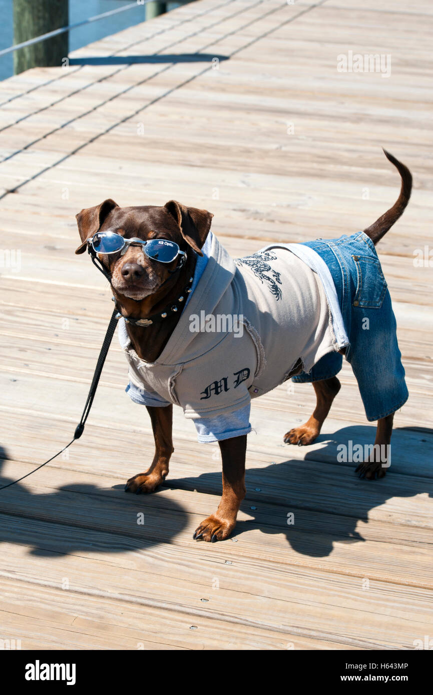 Domestic dog dressed in blue jeans, hoodie and sunglasses Stock Photo
