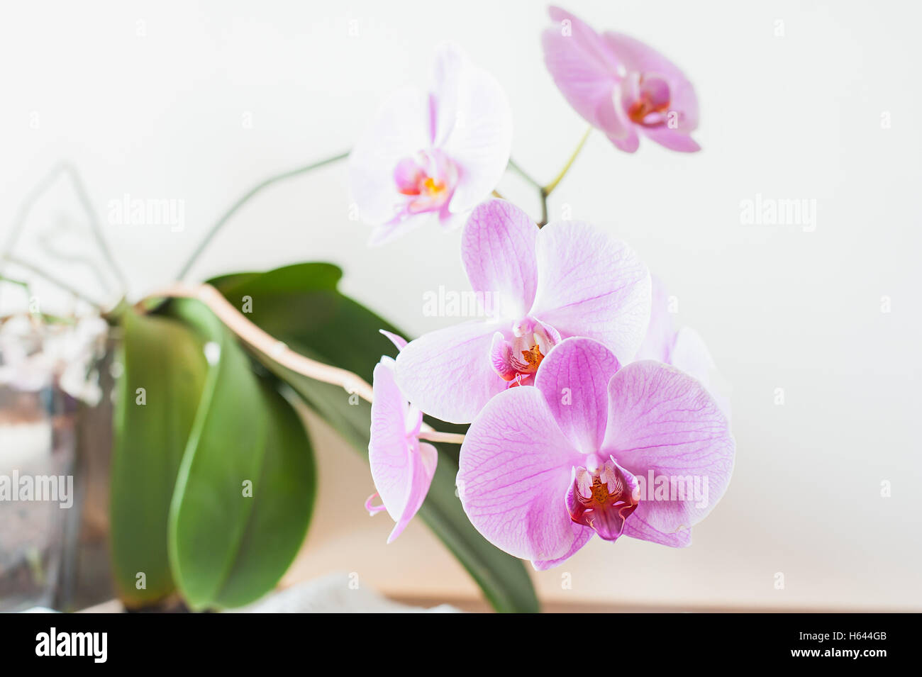 Striped pink orchid flower close up. (Orchidaceae) Stock Photo
