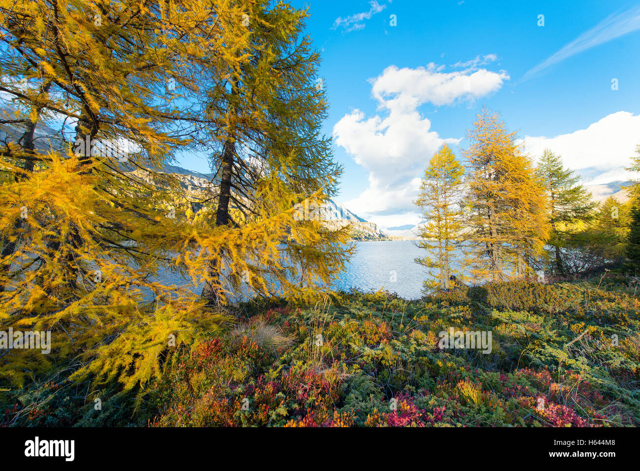 Autumn colors near an alpine lake in the swiss alps Stock Photo - Alamy