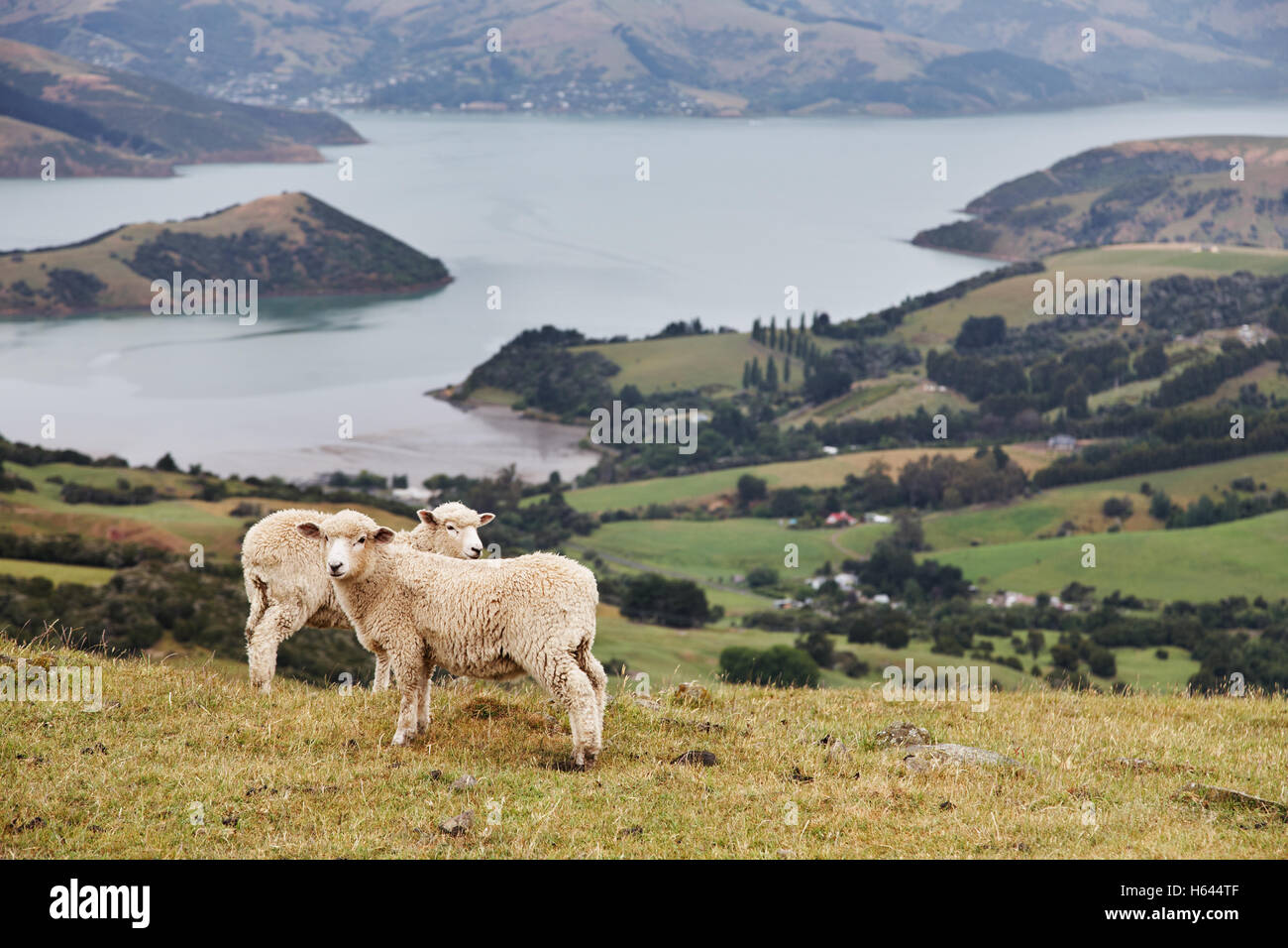 New Zealand landscape, Banks Peninsula Stock Photo