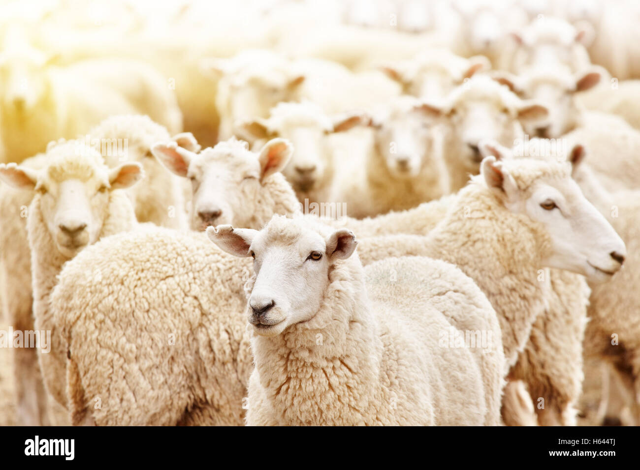 Livestock farm, flock of sheep Stock Photo