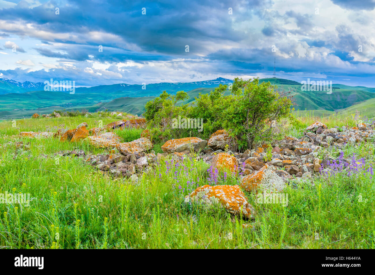 The green meadow with purple wildflowers and orange boulders, Syunic Province, Armenia. Stock Photo