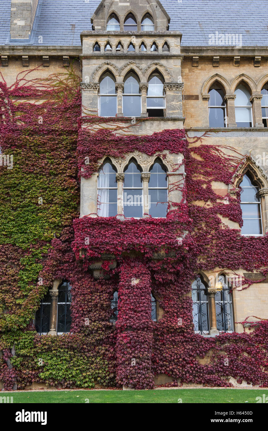 Parthenocissus tricuspidata. Japanese creeper / Boston ivy on the walls at Christ church college in autumn. Oxford. UK Stock Photo