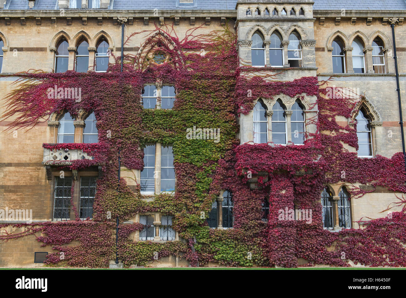 Parthenocissus tricuspidata. Japanese creeper / Boston ivy on the walls at Christ church college in autumn. Oxford. UK Stock Photo