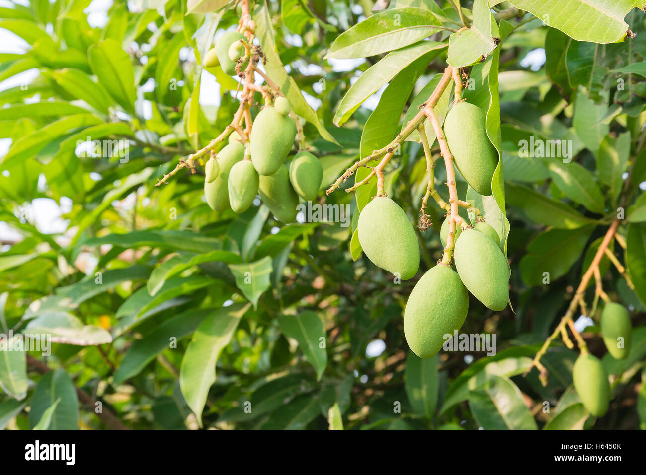 Mango Farm High Resolution Stock Photography and Images - Alamy