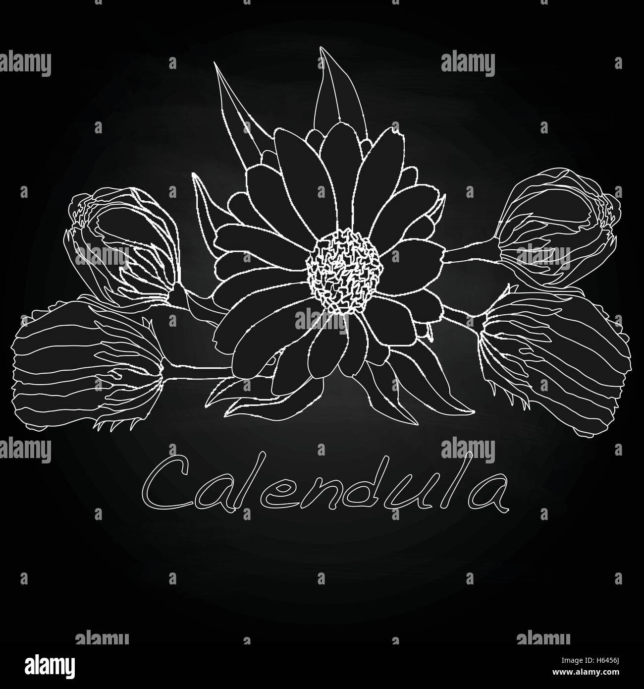 Calendula vector illustration isolated Stock Vector Image & Art - Alamy