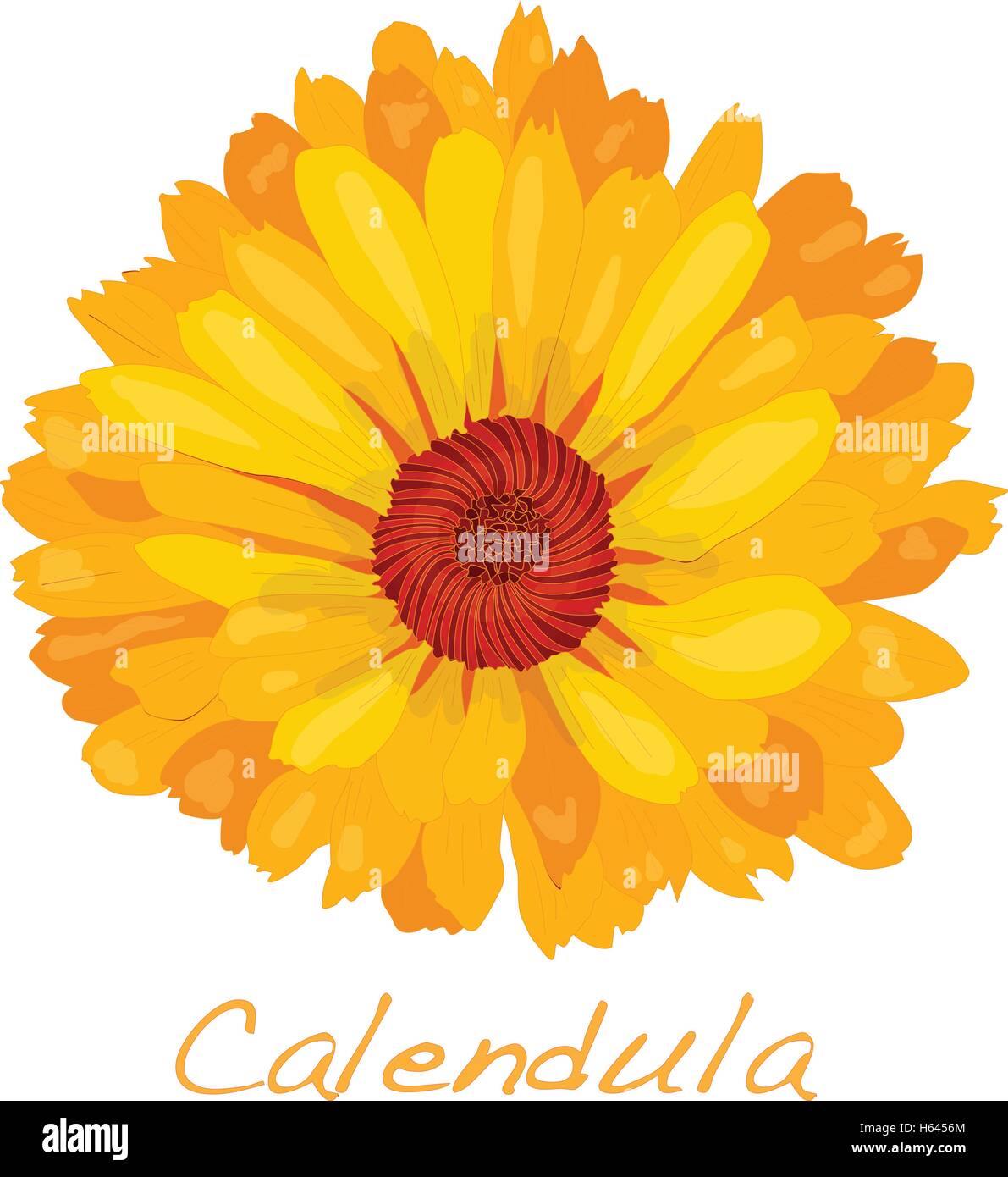 Calendula vector illustration isolated Stock Vector Image & Art - Alamy
