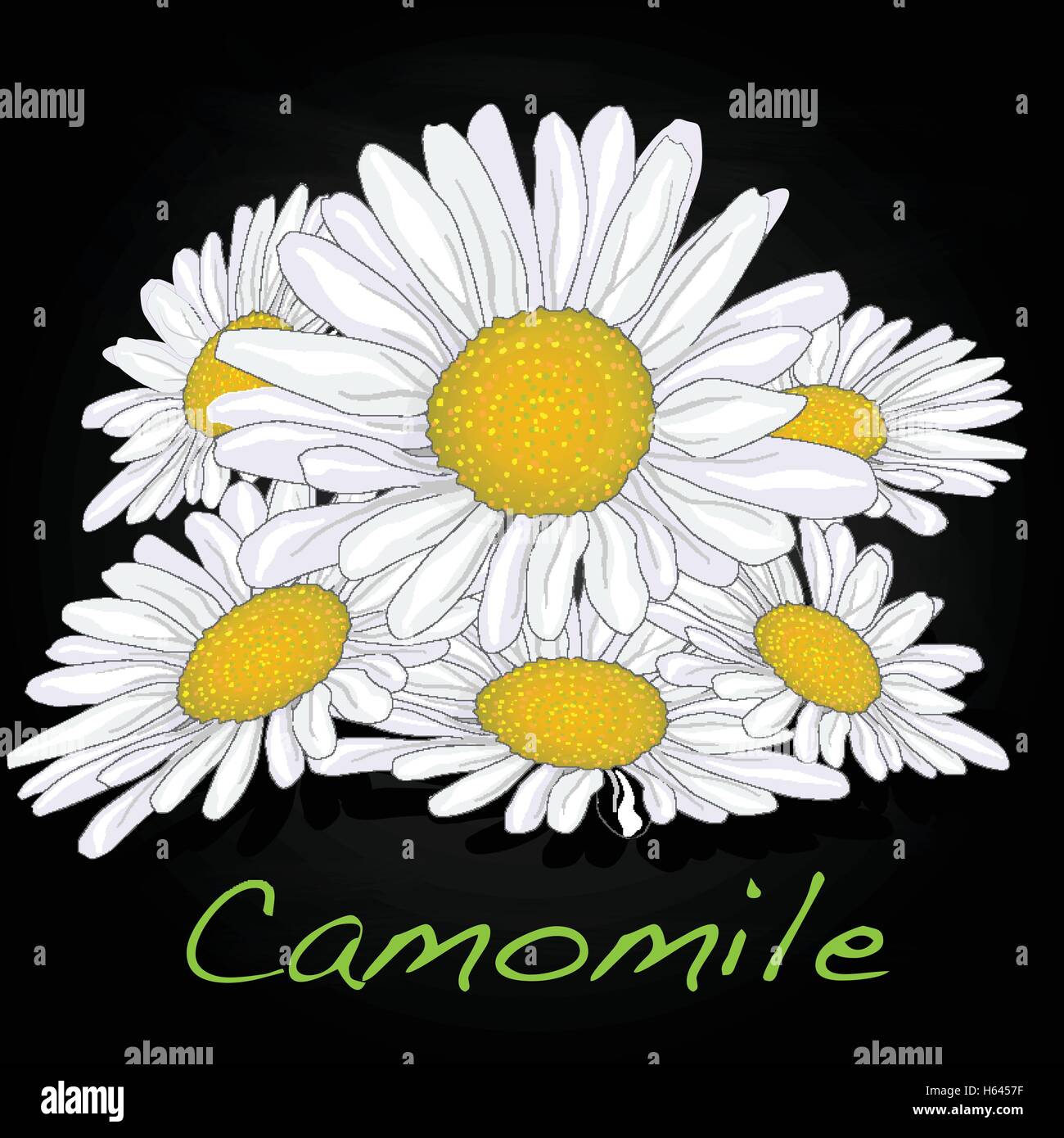 Camomile illustration vector isolated Stock Vector Image & Art - Alamy