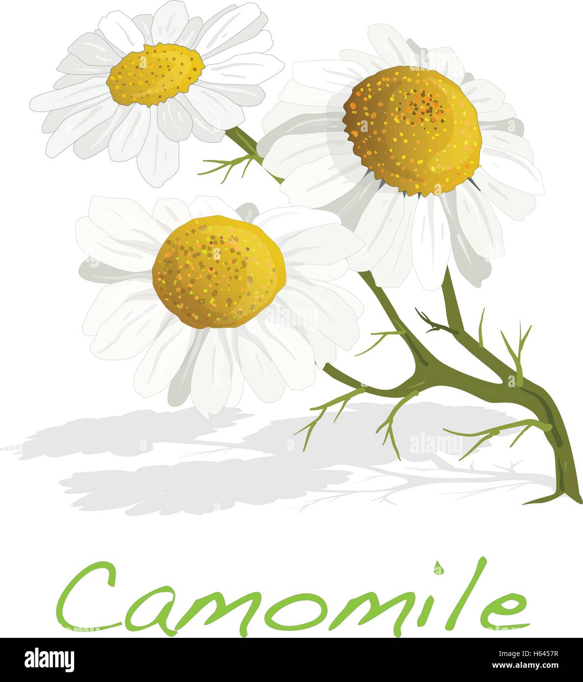 Camomile illustration vector isolated Stock Vector Image & Art - Alamy