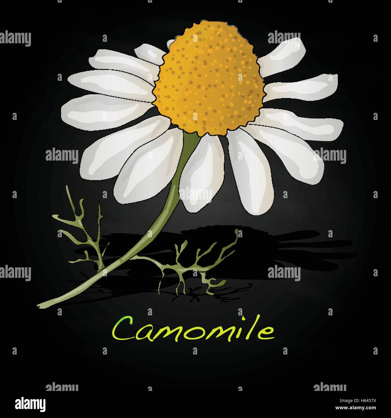 Camomile illustration vector isolated Stock Vector Image & Art - Alamy