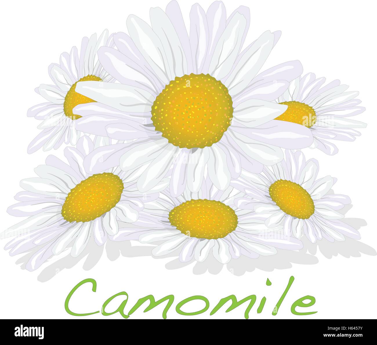 Camomile illustration vector isolated Stock Vector Image & Art - Alamy