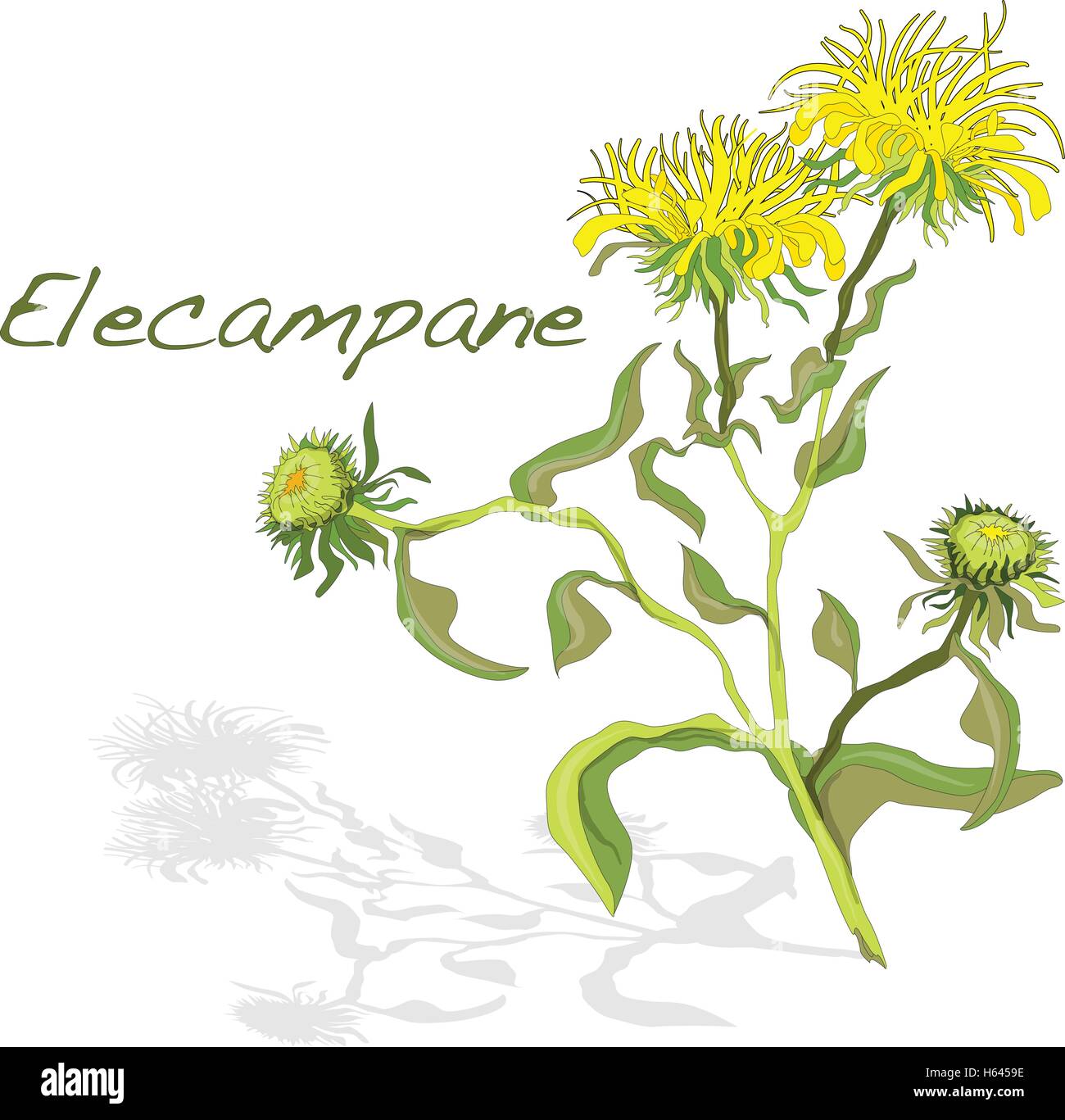 Elecampane vector illustration isolated Stock Vector Image & Art - Alamy