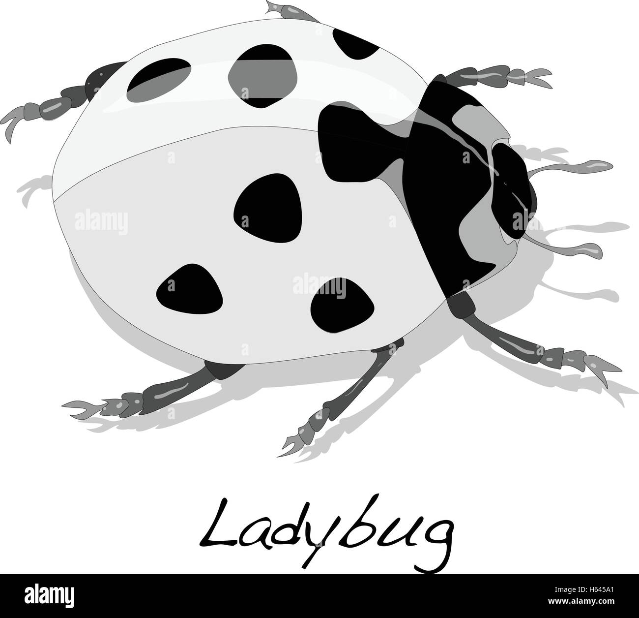 Ladybug vector illustration isolated Stock Vector Image & Art - Alamy