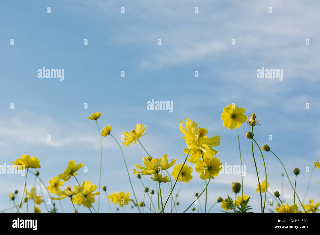 Yellow cosmos flowers with light blue background,soft focus,vintage filter,nature concept,nature background. Stock Photo