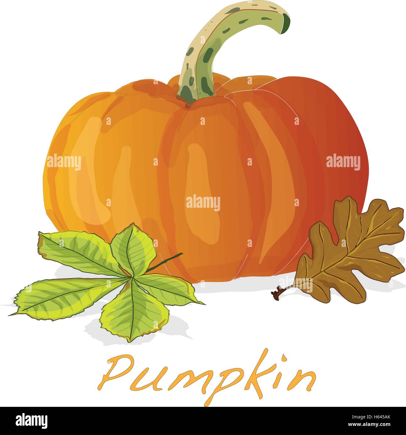 Pumpkin vector illustration isolated Stock Vector Image & Art - Alamy