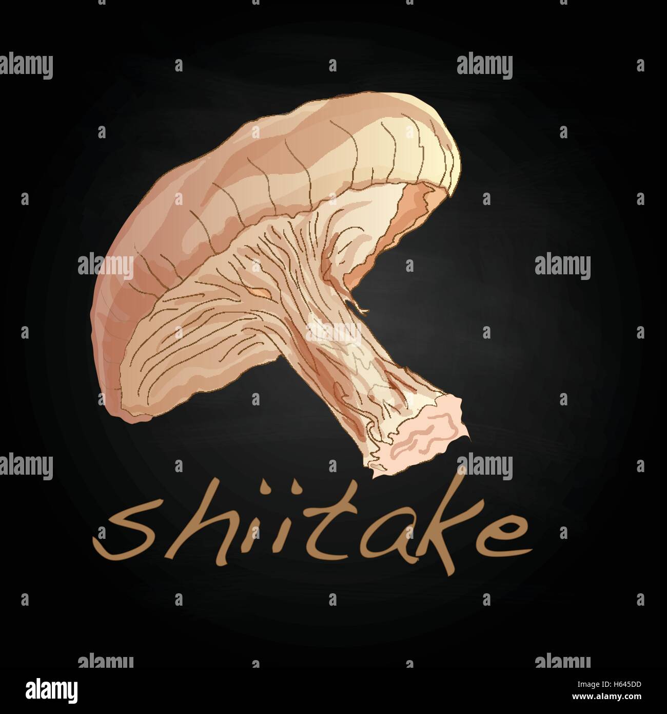 Shiitake vector illustration isolated Stock Vector Image & Art Alamy