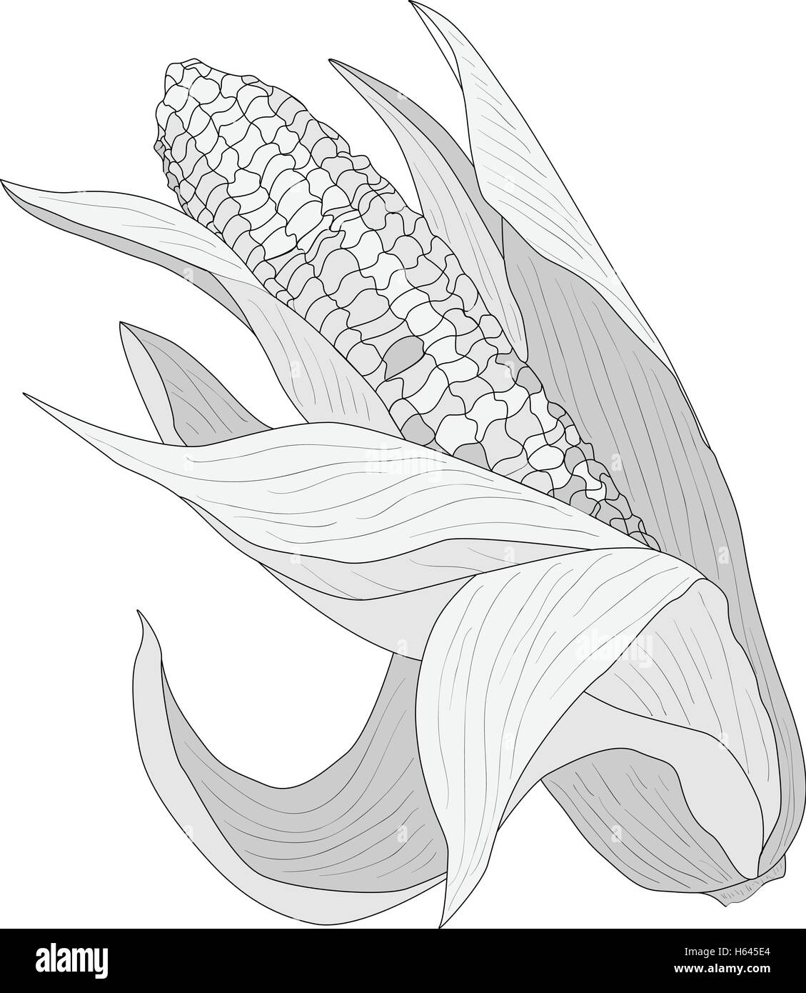 Yellow corn on the cobs and leaves isolated. Vector illustration Stock ...