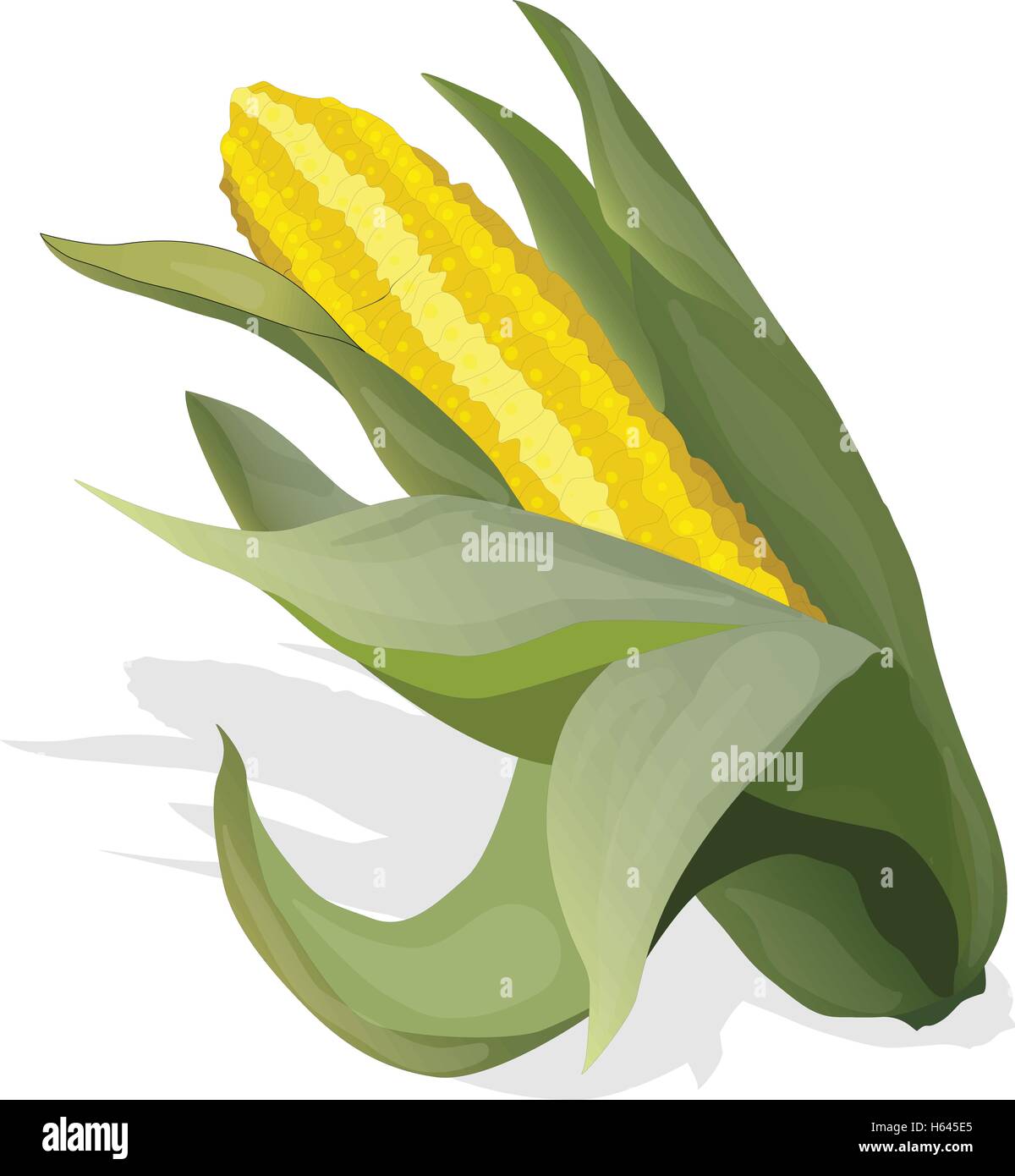 Yellow corn on the cobs and leaves isolated. Vector illustration Stock ...