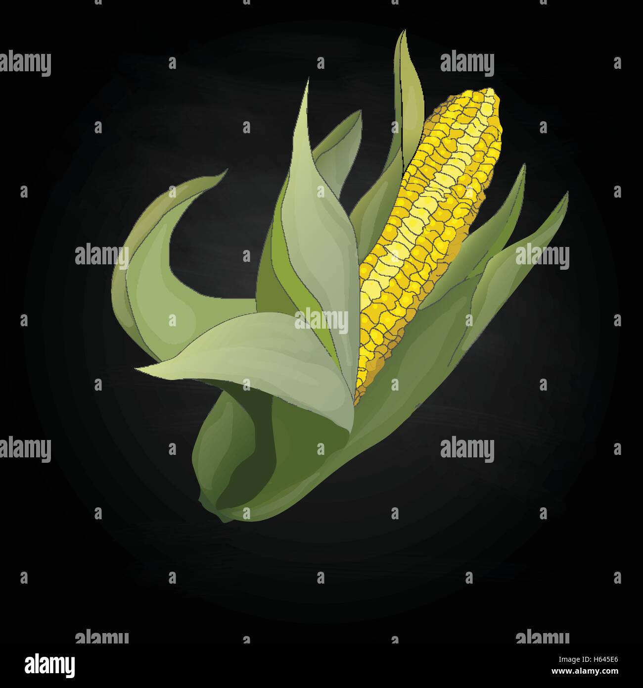 Yellow corn on the cobs and leaves isolated. Vector illustration Stock ...