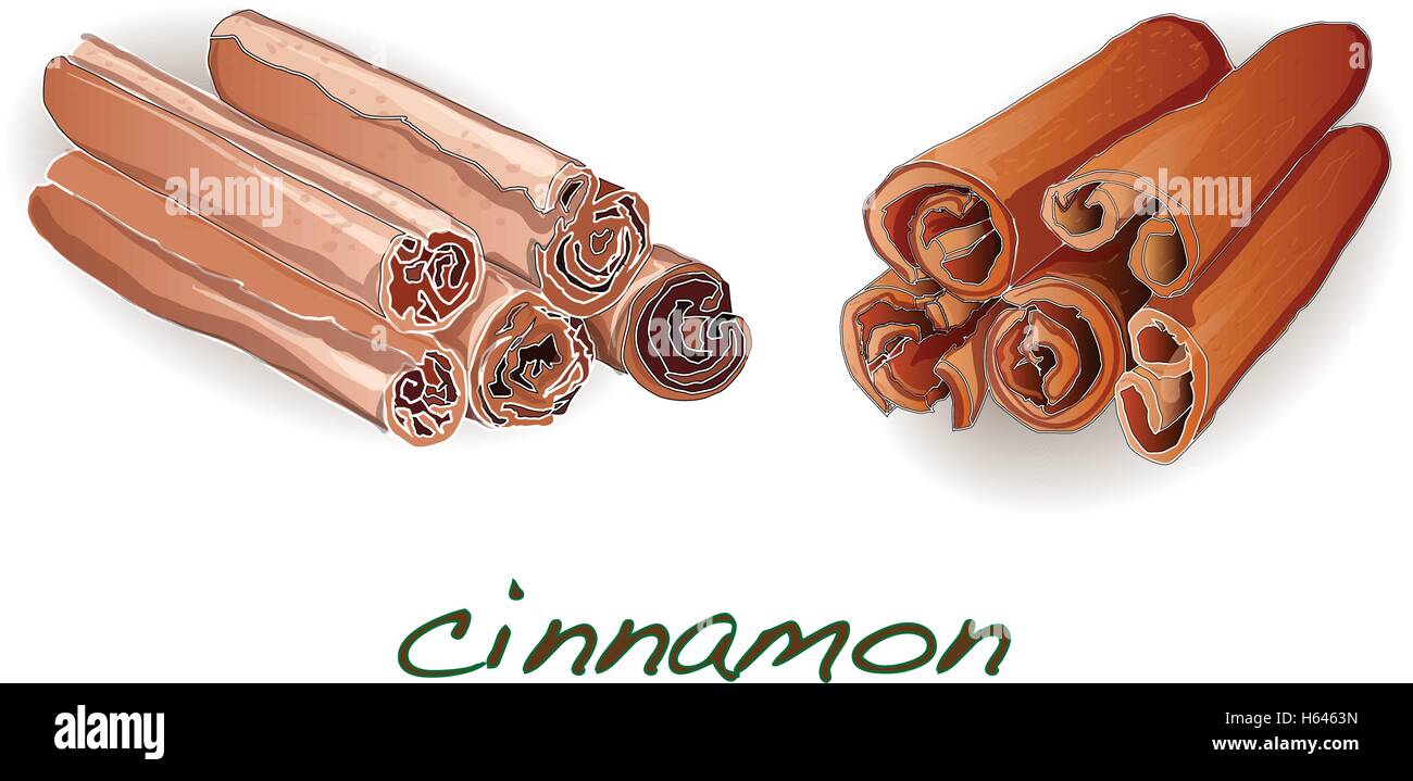 Cinnamon sticks on white background. Vector illustration Stock Vector ...