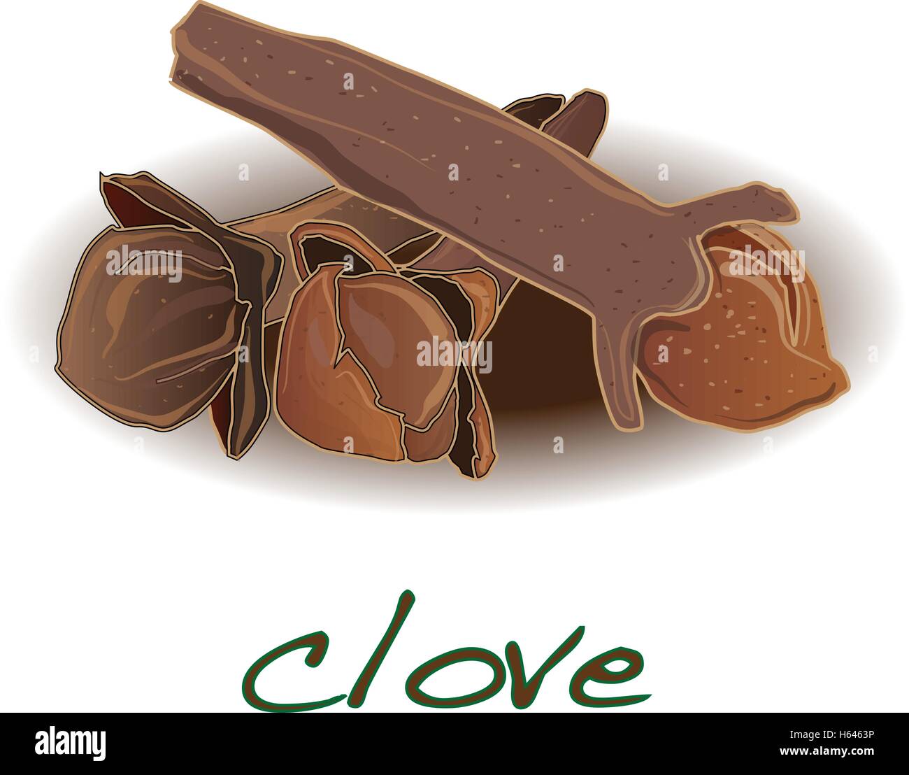 dry cloves on white background vector illustration Stock Vector Image ...