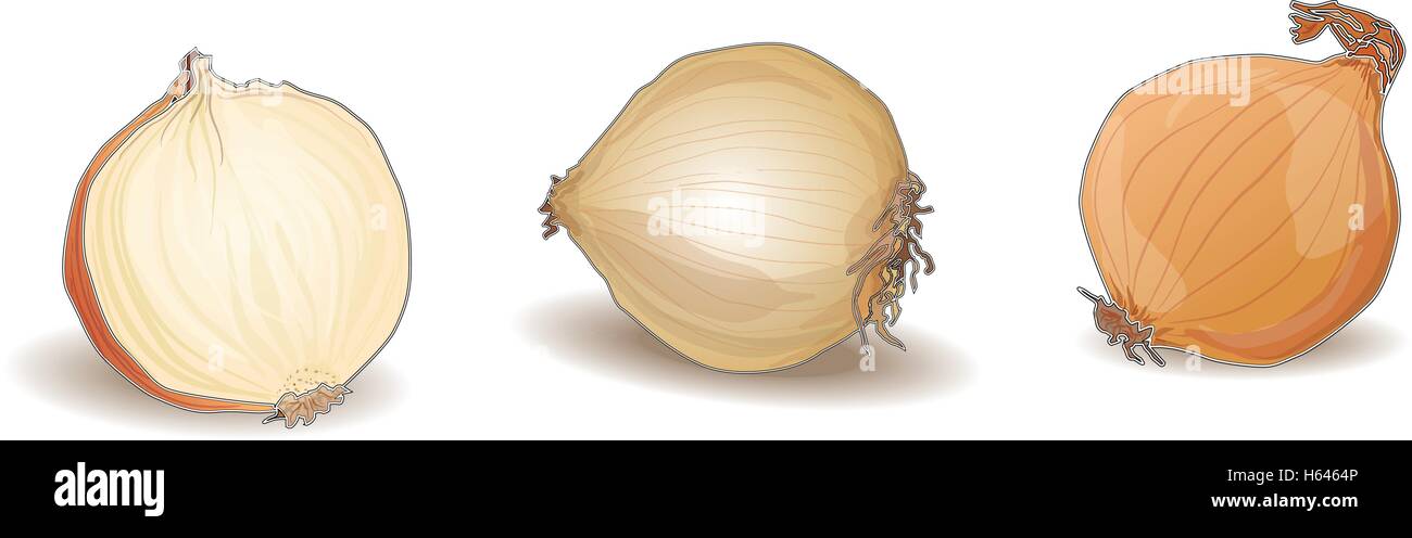 onion isolated vector on white background Stock Vector Image & Art - Alamy