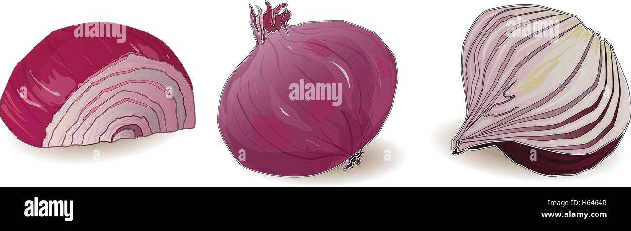 onion isolated vector on white background Stock Vector Image & Art - Alamy