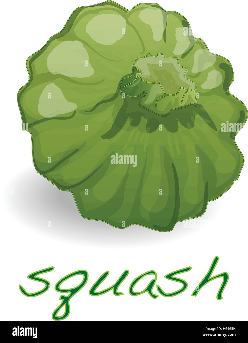 Scalloped custard squash  vector (Cucurbita pepo var. patisson), isolated Stock Vector