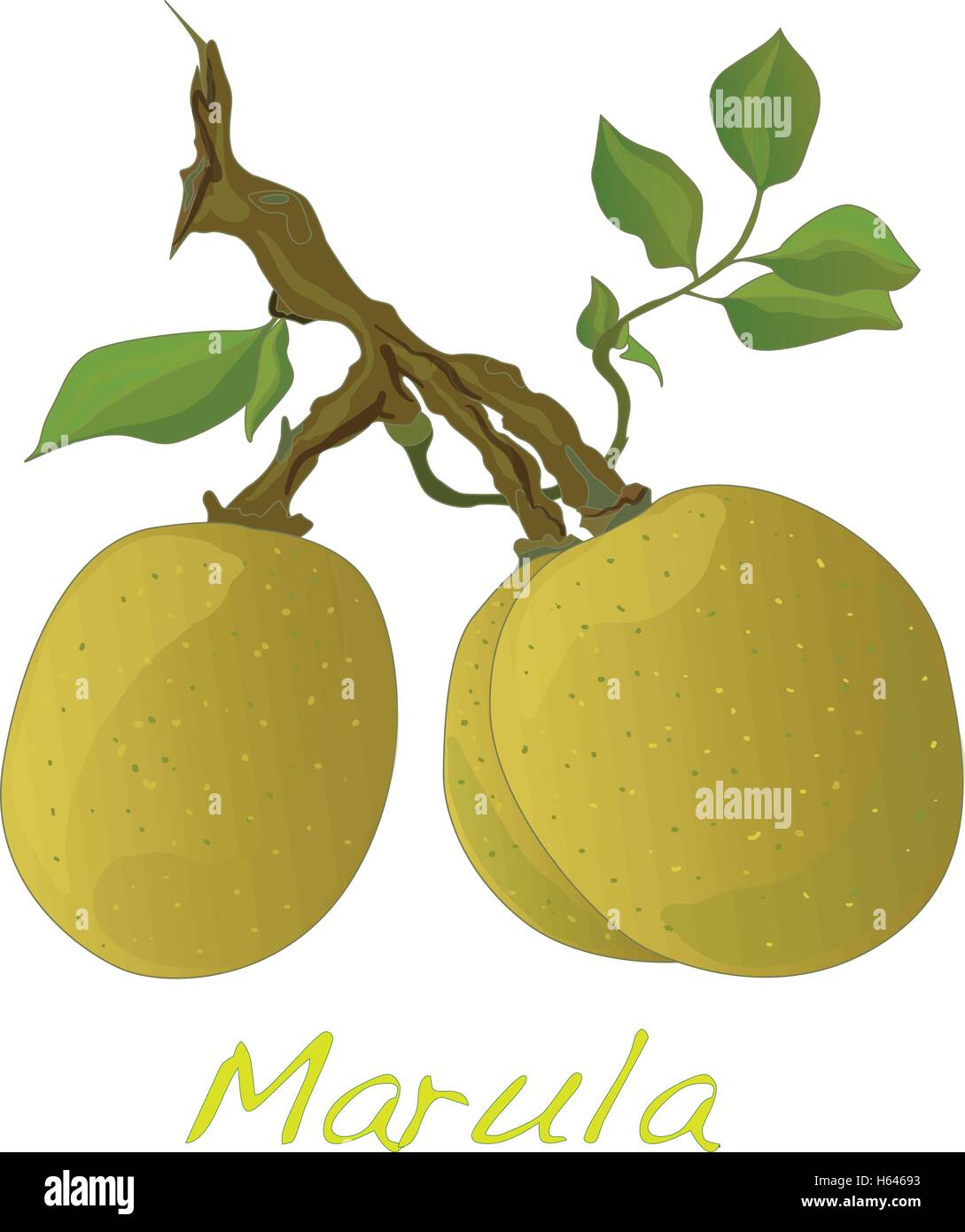 Marula fruit. Vector illustration isolated Stock Vector Image & Art Alamy