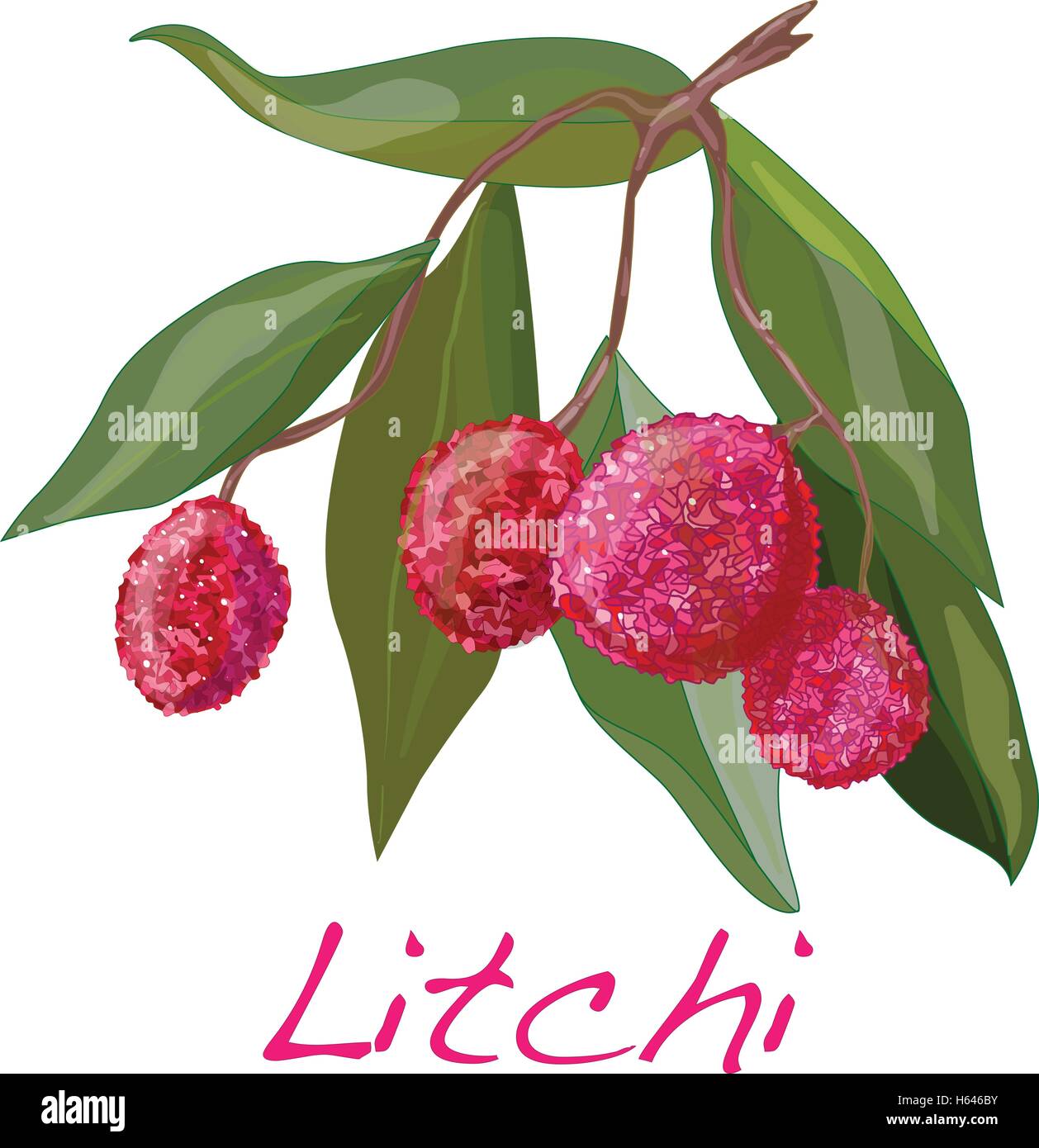 Lychee (Litchi chinensis) on white background. Vector Stock Vector ...