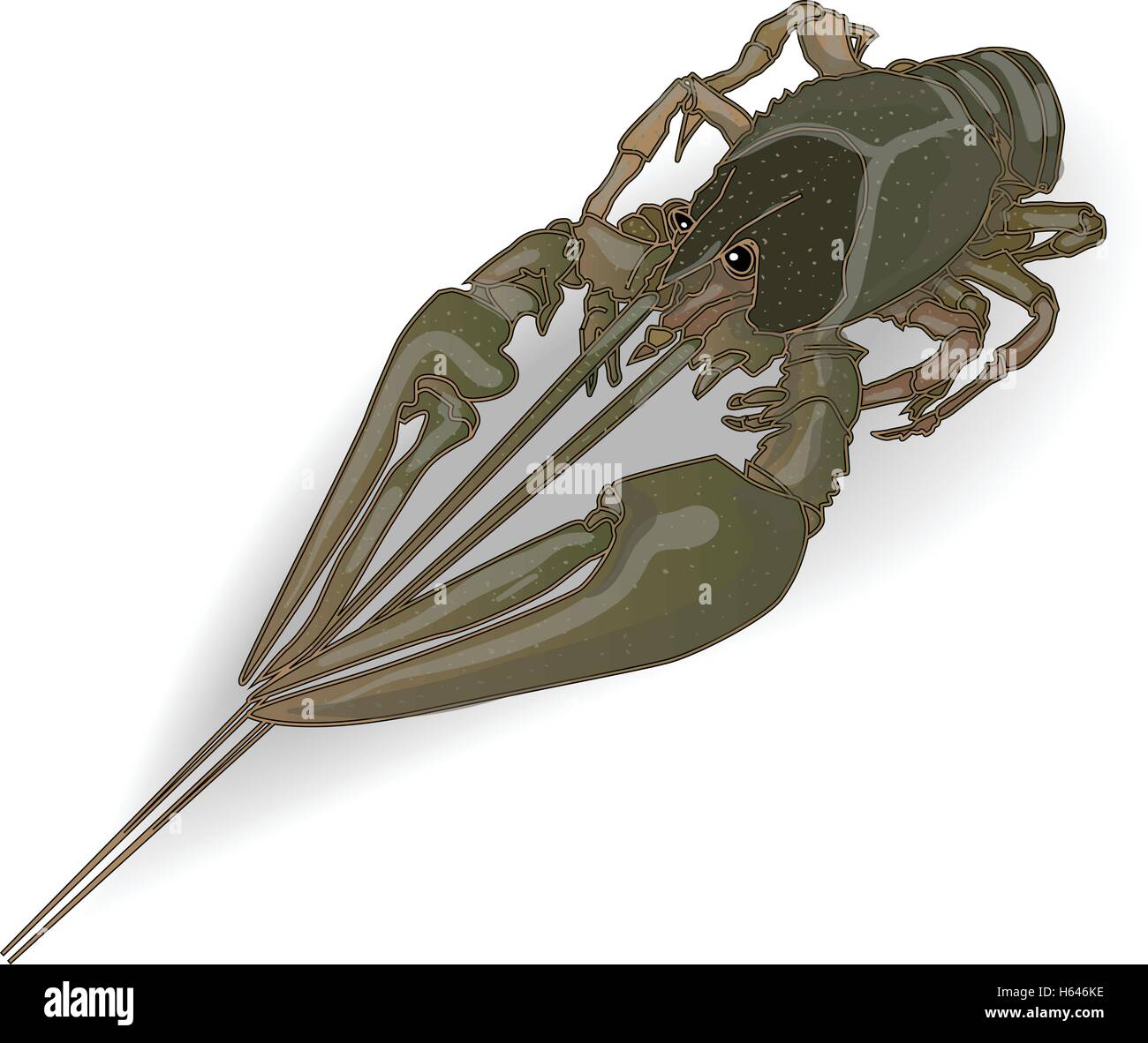 Crayfish Green Isolated White Background Stock Vector Image Art Alamy Crayfish Green Isolated White Background Stock Vector Image Art Alamy